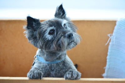 Close-up of a dog looking away