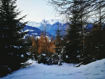 Close-up of trees against sky during winter