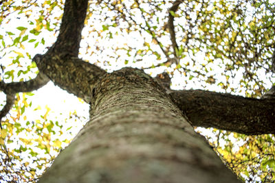 Low angle view of tree trunk
