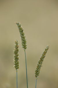 Ears of wheat