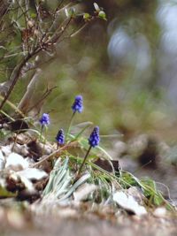 Close-up of purple flowers