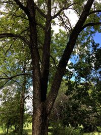 Low angle view of trees