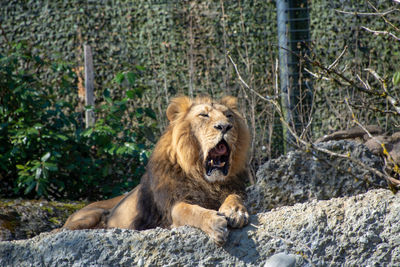 View of a lion on rock