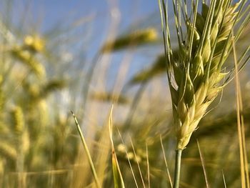 Close-up of wheat growing on field