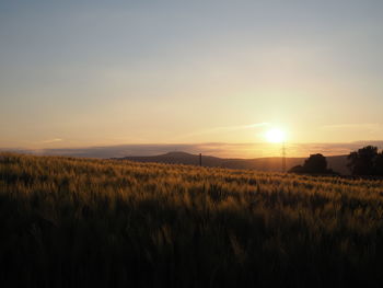 Scenic view of field against sky during sunset