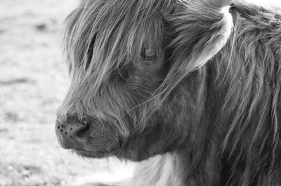 Highland cow face black and white