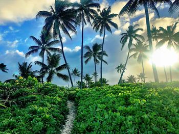 Scenic view of palm trees against sky