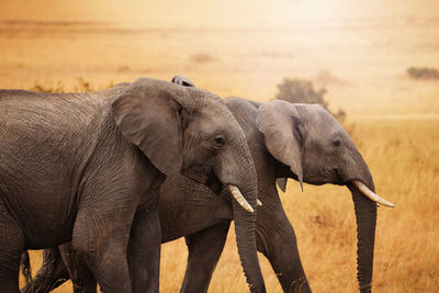 View of elephant on land