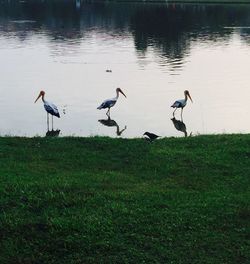 Birds perching on grass by water