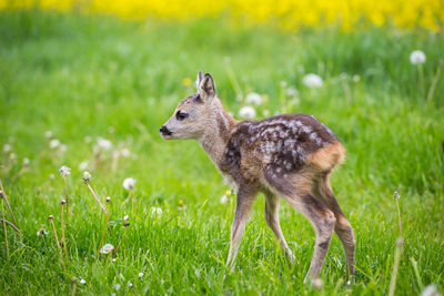 Side view of an animal on field