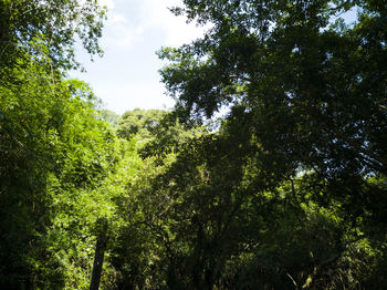 Low angle view of trees in forest against sky