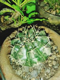 High angle view of succulent plant