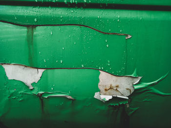 Close-up of a cat on green wall