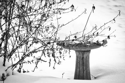 Bird perching on tree against sky during winter