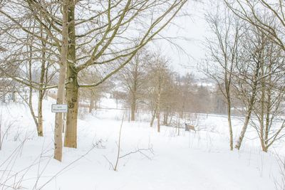 Bare trees on snow covered landscape