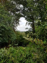 Scenic view of forest against sky