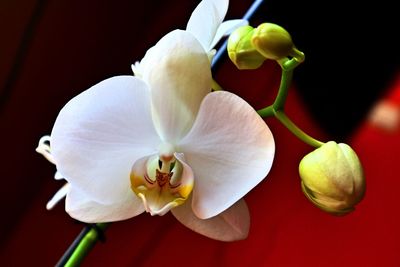 Close-up of white flowering plant