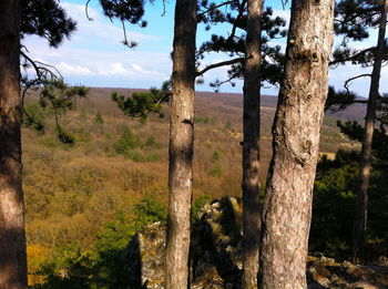 Trees on landscape