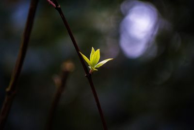 Close-up of plant