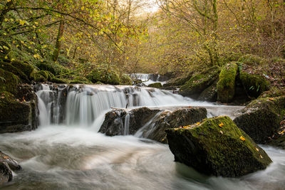 Scenic view of waterfall in forest