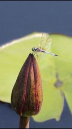 Close-up of insect on leaf