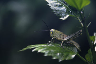 Close-up of butterfly on leaf