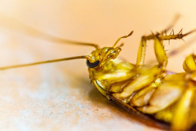 Close-up of insect on leaf