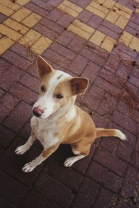 High angle view of dog sitting outdoors