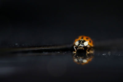 Close-up of water drops on metal