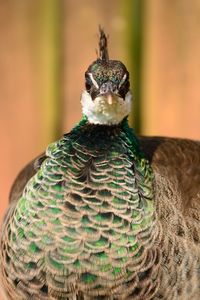 Close up of a peahen 