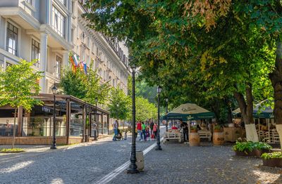 Road by trees and buildings in city