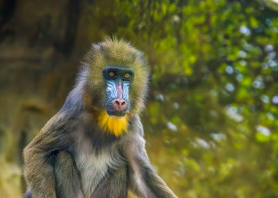 Close-up of monkey looking away