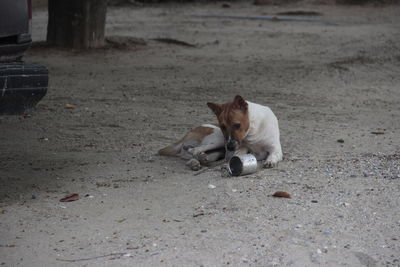 View of a dog on street