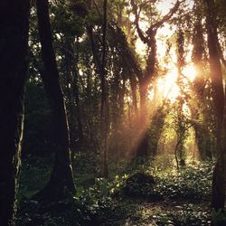 Sun shining through trees in forest