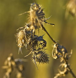 Close-up of wilted plant