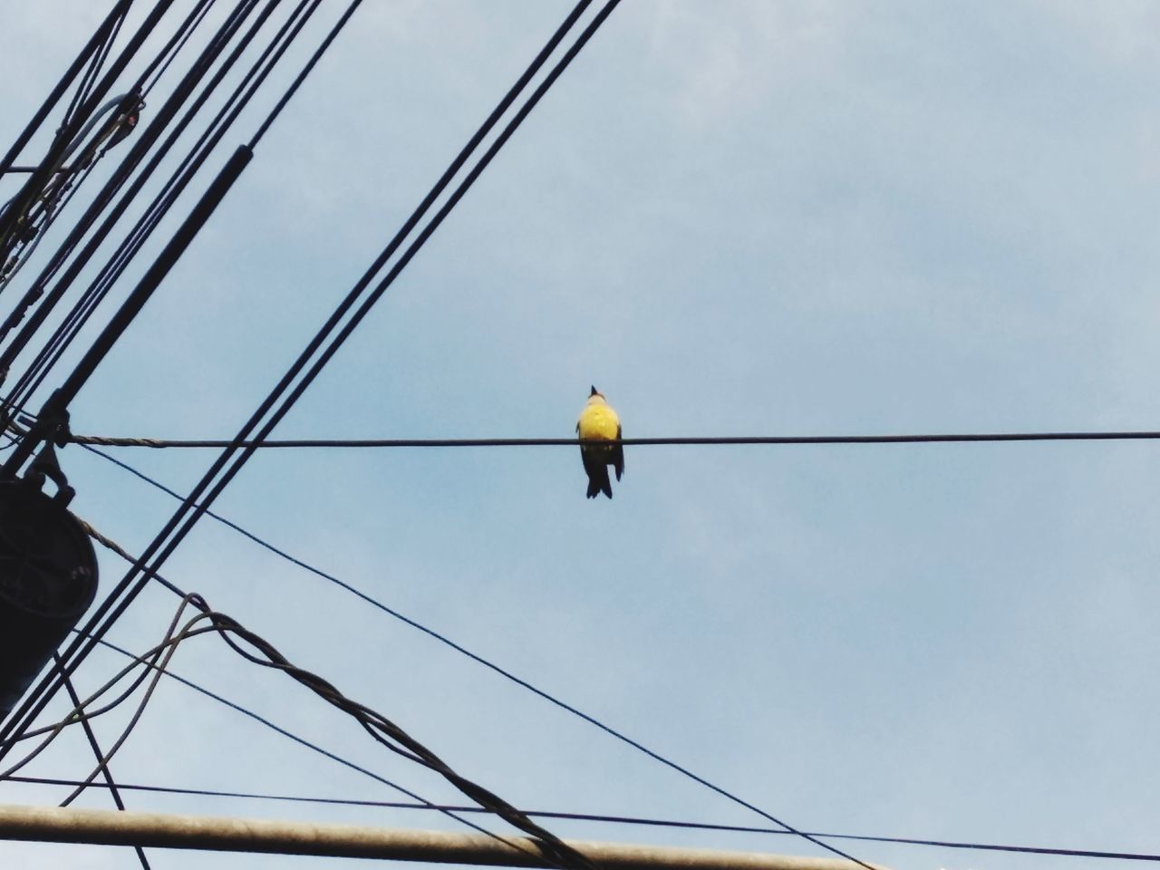 cable, low angle view, vertebrate, electricity, bird, sky, connection, animal themes, animal wildlife, power line, animal, perching, no people, animals in the wild, yellow, one animal, nature, day, outdoors, power supply, telephone line