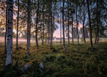 Trees on field in forest