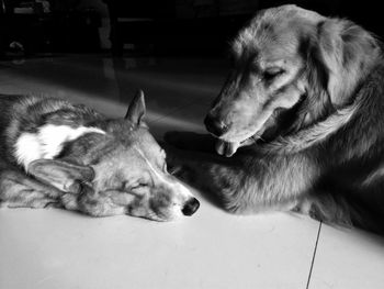 Close-up of a dog sleeping