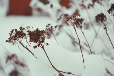 Close-up of plant against blurred background