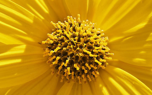 Detail of the central part of a daisy corolla