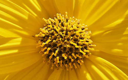 Close-up of sunflower