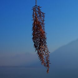 Low angle view of plant against clear blue sky