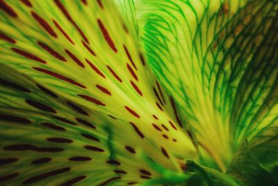 Close-up of green flower