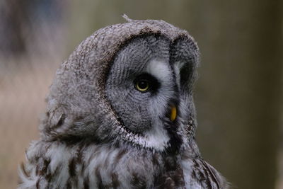 Close-up portrait of owl