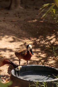 Close-up of bird perching on plant