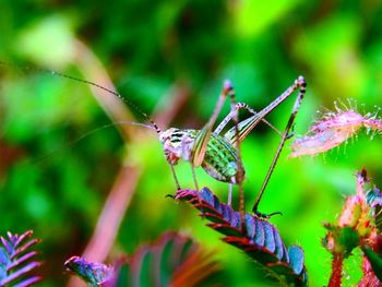 Close-up of insect on plant