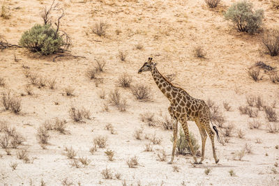Giraffe walking in a field