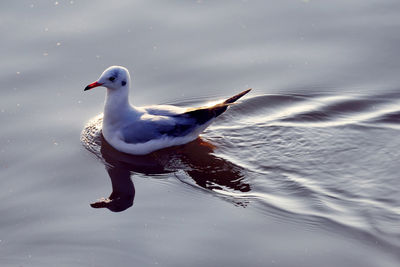 Close-up of duck swimming on lake