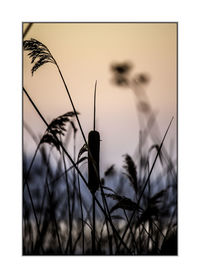 Close-up of plants against sky