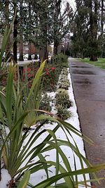 Plants against trees and water